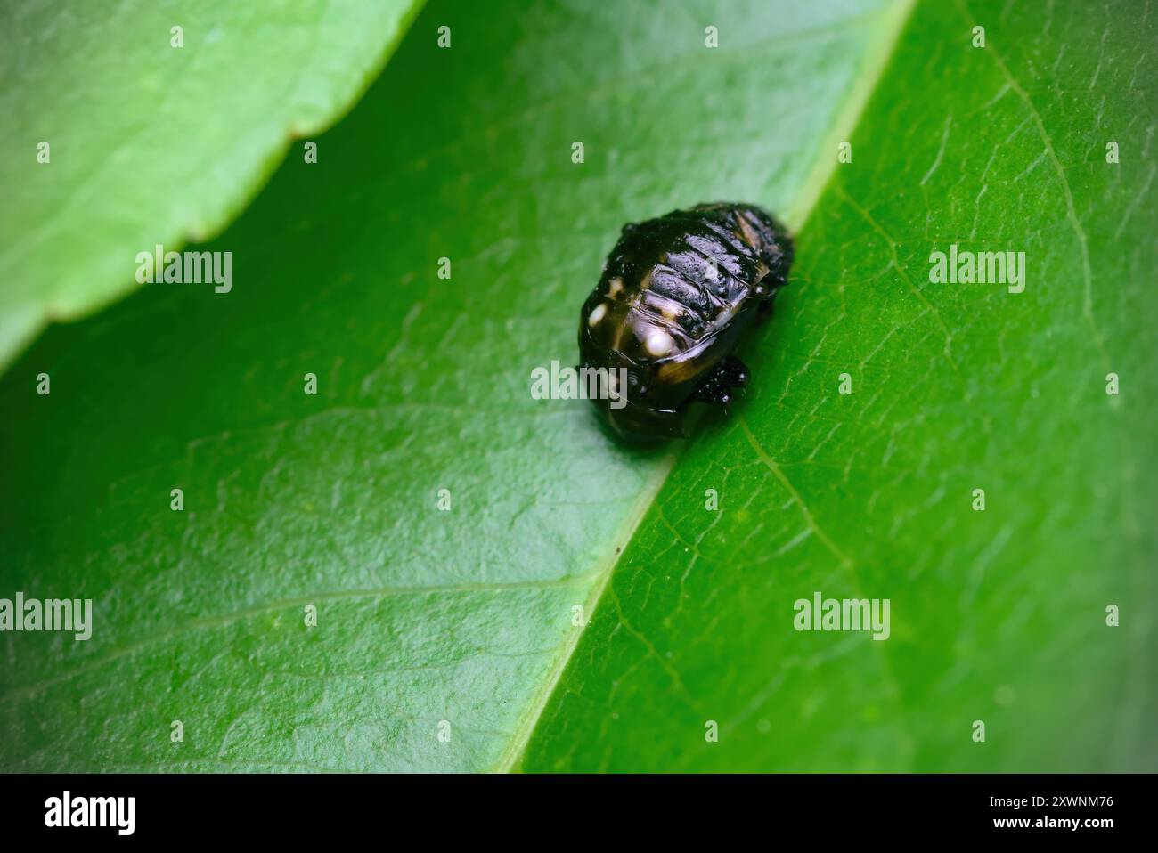 Gros plan d'un coléoptère pupa (Coccinellidae sp.) se cacher sur une feuille dans un buisson, photographie d'insectes, macro, métamorphose, biodiversité, biologie Banque D'Images