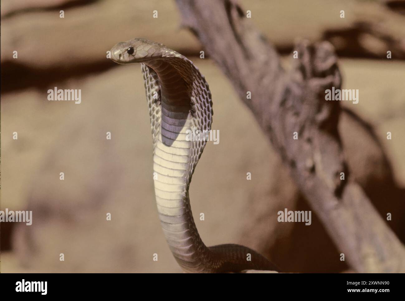 Le cobra indien (Naja naja), également connu sous le nom de cobra à lunettes, cobra asiatique, ou cobra binocellé, est une espèce de cobra, un serpent venimeux Banque D'Images