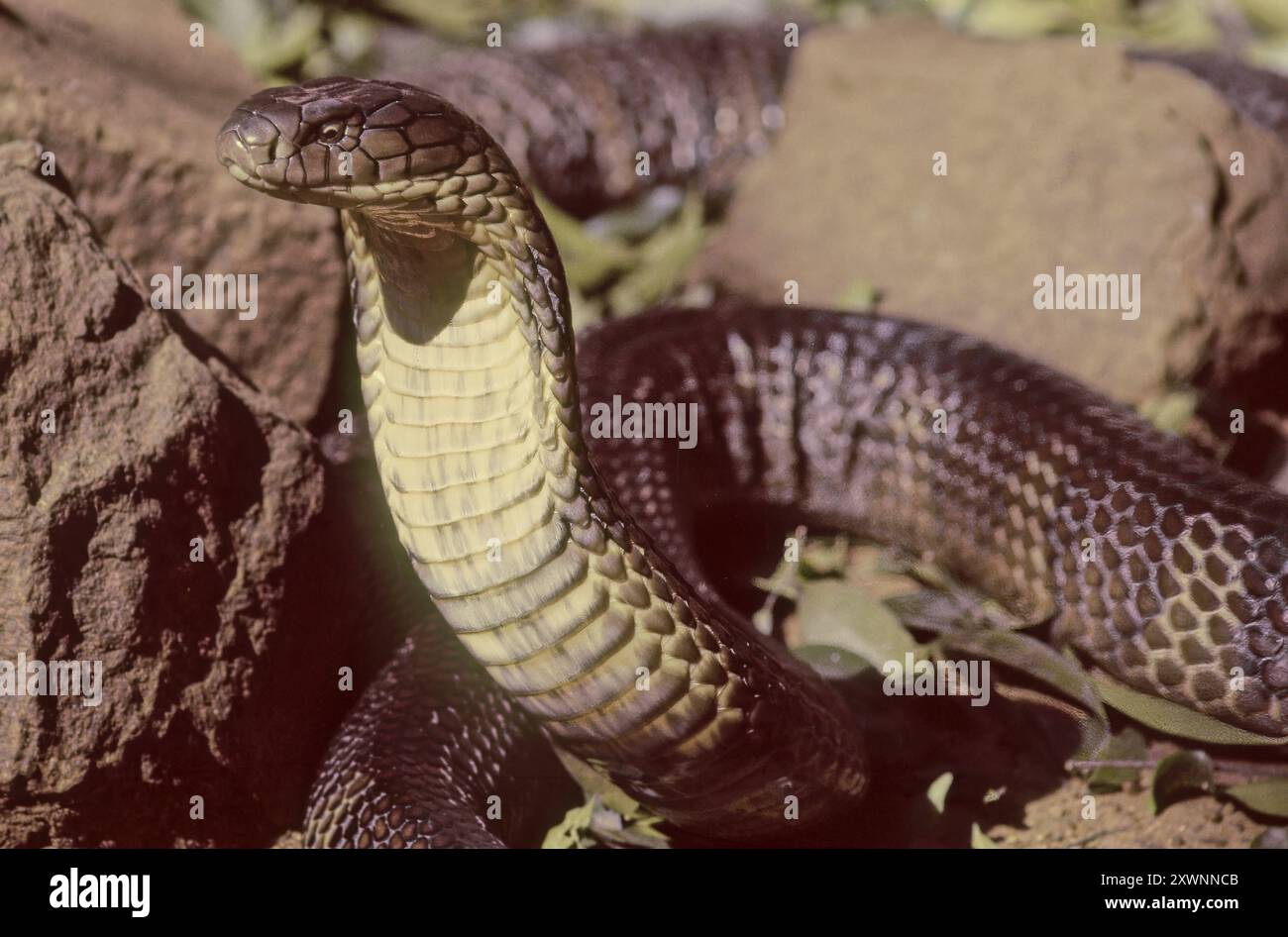 Le cobra royal (Ophiophagus hannah) est un serpent venimeux endémique d'Asie. Seul membre du genre Ophiophagus, il n'est pas taxonomiquement un vrai cobr Banque D'Images