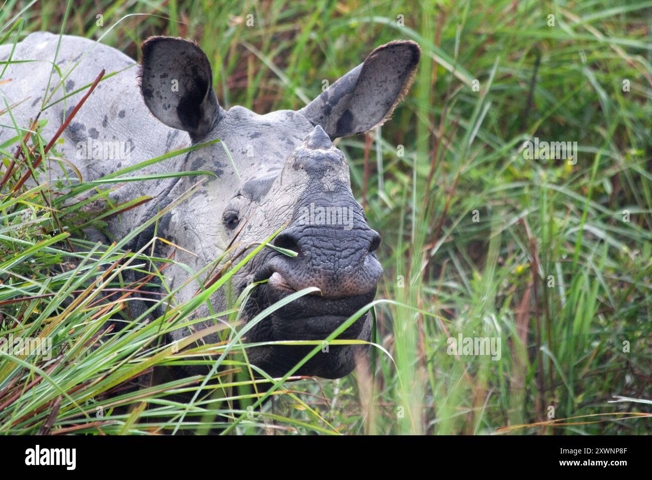 Grand rhinocéros indien dans l'herbe longue, Parc National de Kaziranga, Inde Banque D'Images