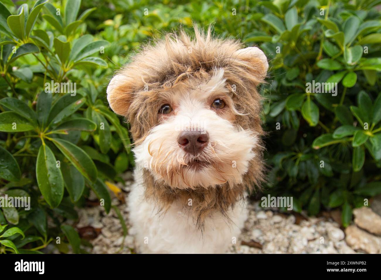 Portrait d'un havapoo portant un bandeau de fourrure avec des oreilles de lion assis dans un jardin Banque D'Images