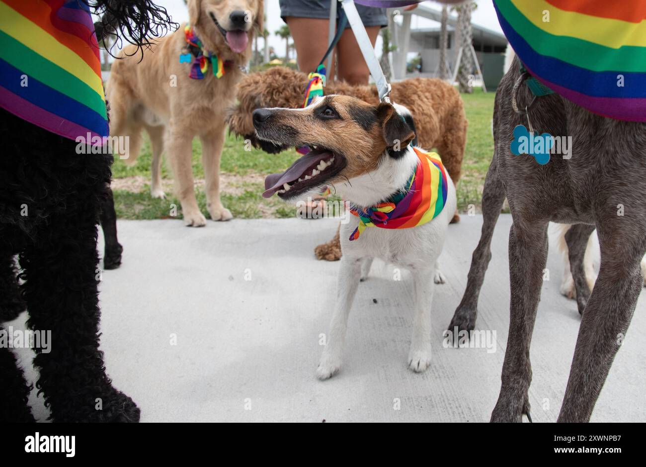 Femme debout avec un groupe de chiens vêtus de couleurs Gay Pride, St Petersburg Pier, Floride, États-Unis Banque D'Images