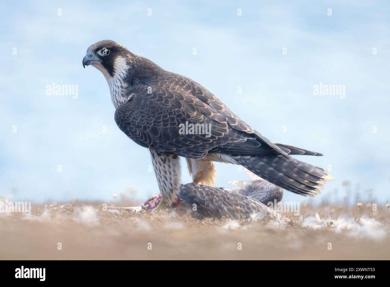 Faucon pèlerin juvénile (Falco peregrinus) avec une proie juvénile de goélands argentés debout dans une prairie côtière aux plumes éparses, Jersey Banque D'Images