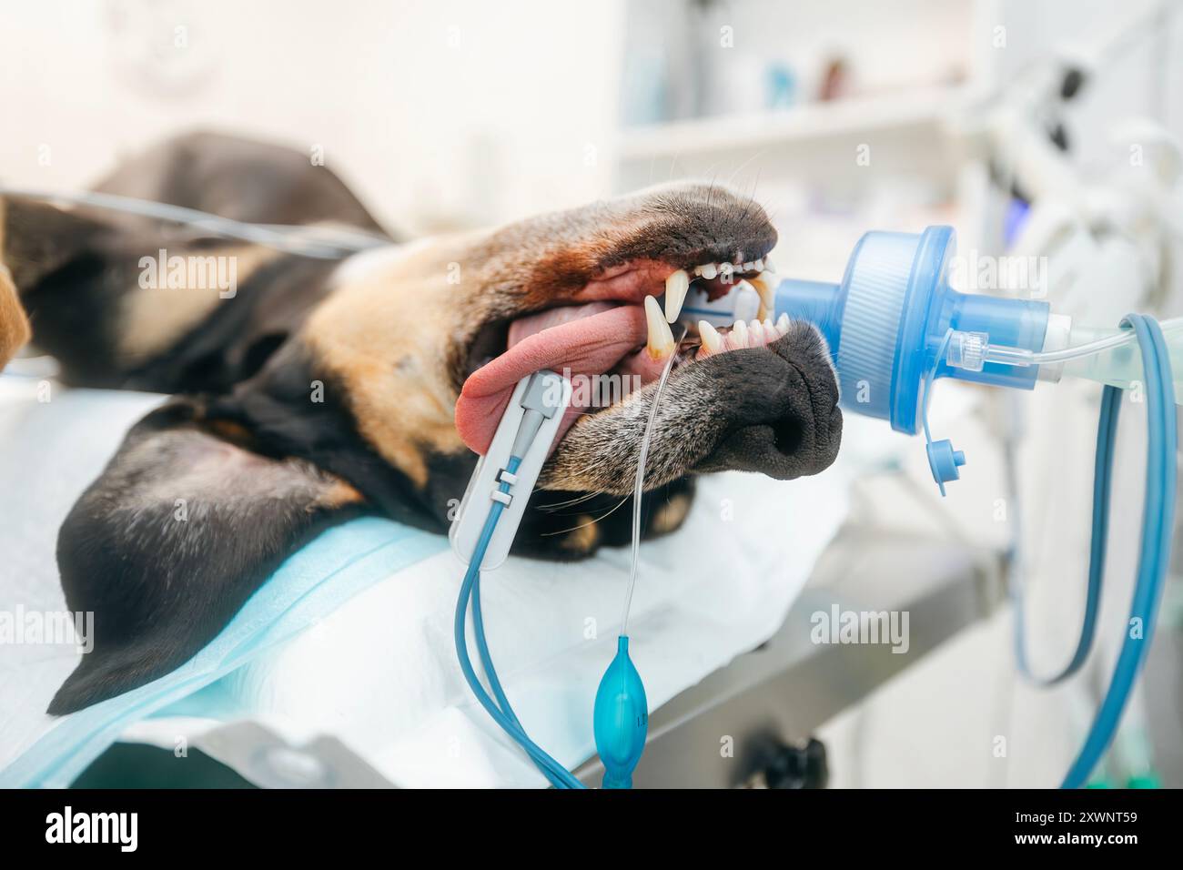 Le chien en salle d'opération est anesthésié et surveillé avec un oxymètre de pouls sur sa langue, connecté à un masque respiratoire en clinique vétérinaire. Banque D'Images