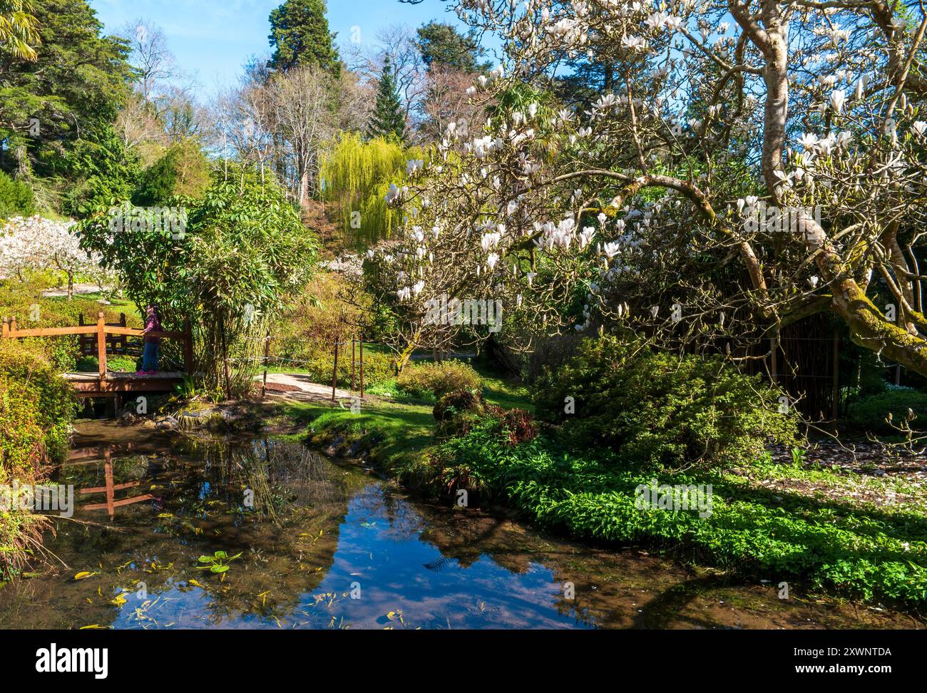 Il y a un jardin japonais plein souffle ici au Powerscourt Estate. Le jardin est juste l'un des nombreux endroits intéressants dans le domaine. Le gard Banque D'Images