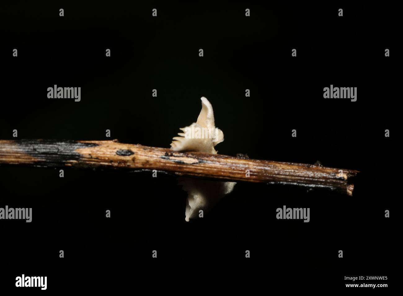 Champignons parachutes de fées (Marasmiellus candidus) Banque D'Images