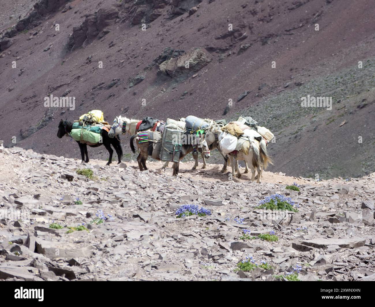 Quatre chevaux transportant du matériel lourd traversant le col de montagne de Kongmaru la, Ladakh, Inde Banque D'Images