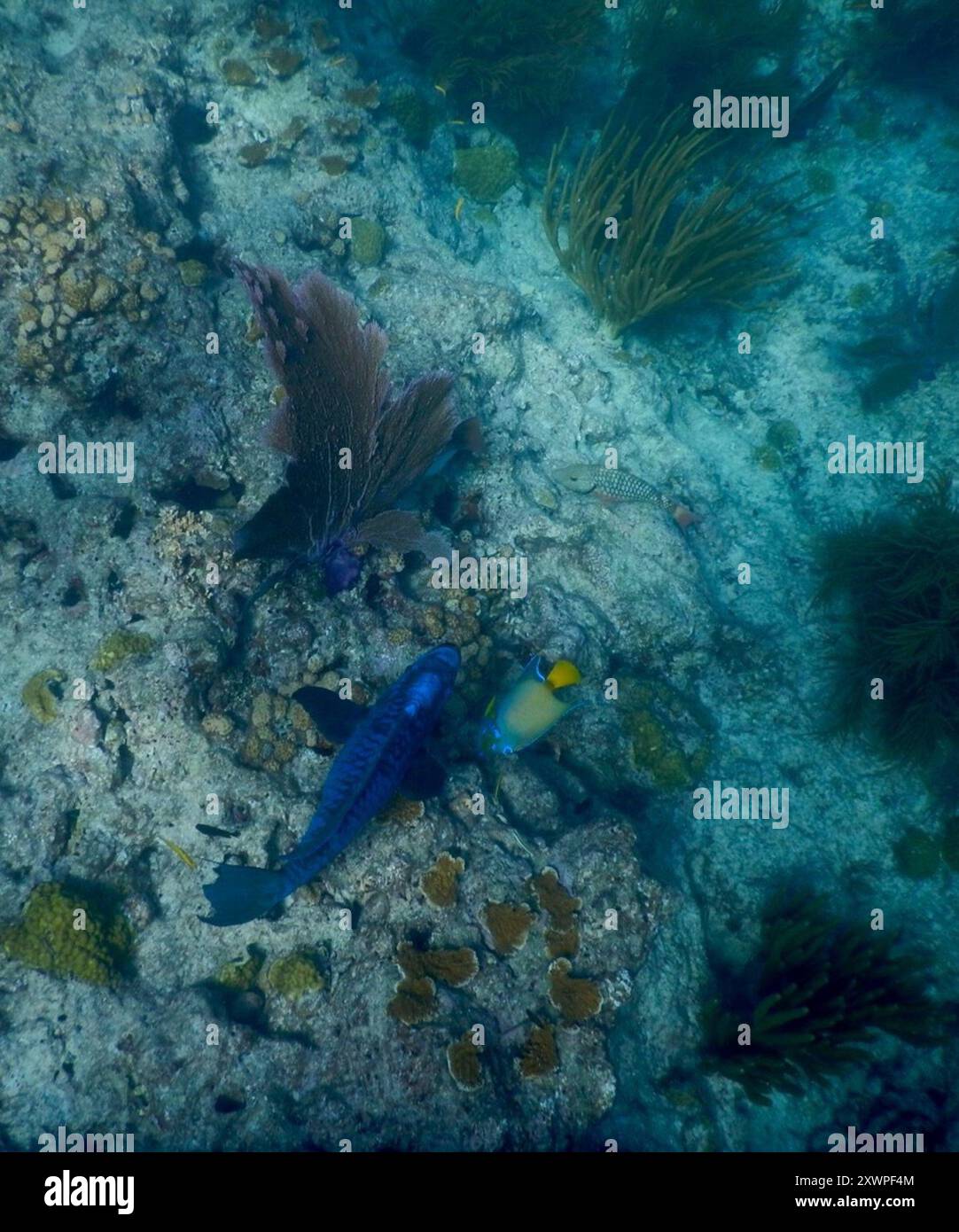 Poisson perroquet de minuit (Scarus coelestinus) Actinopterygii Banque D'Images