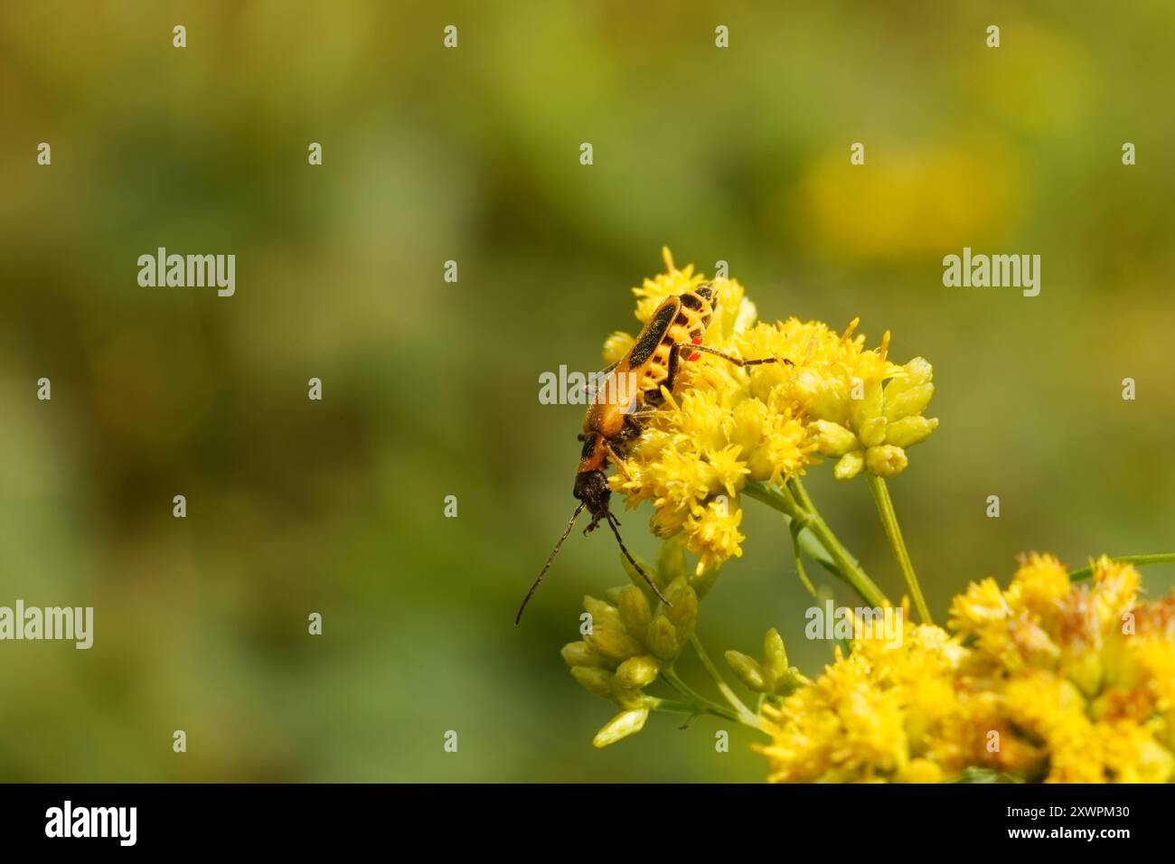 Pollen de collection de coléoptères soldat sur une fleur, Rawdon, Québec, Canada Banque D'Images