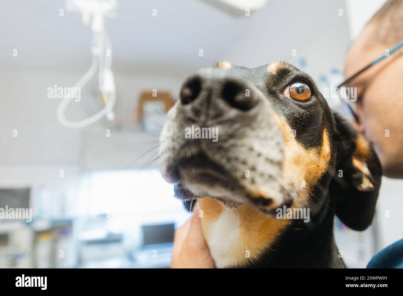 Homme embrassant un chien malade. Mise au point sélective sur les yeux tristes du chien en clinique vétérinaire. Banque D'Images