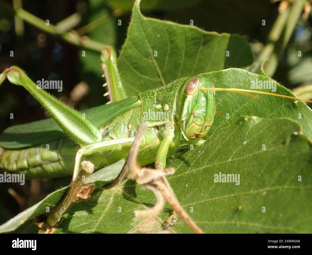 Grande insecte de sauterelle verte (Chondracris rosea) Banque D'Images