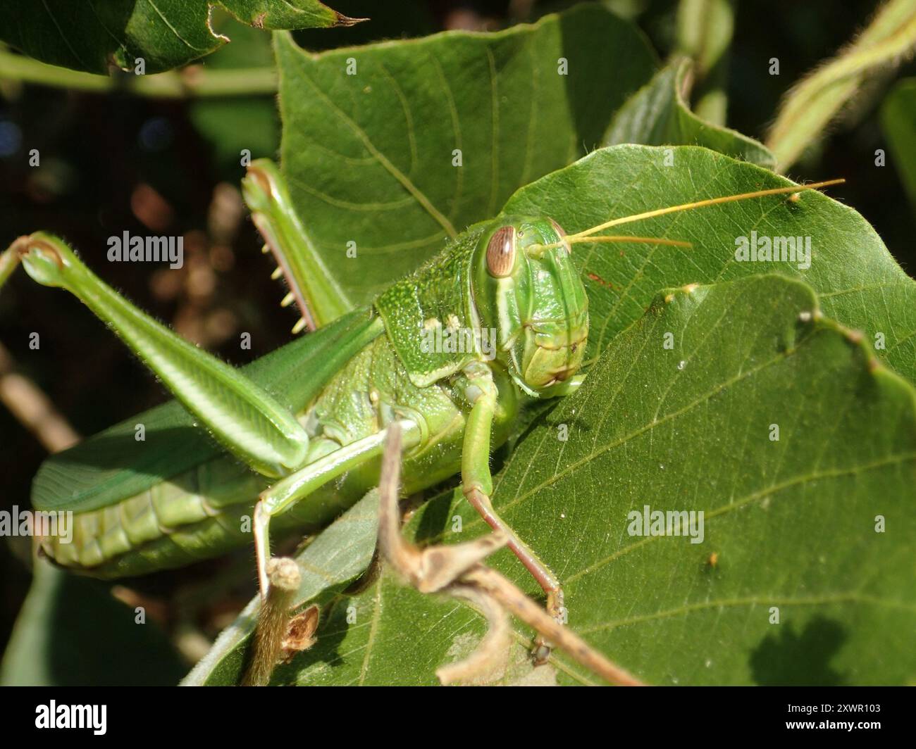 Grande insecte de sauterelle verte (Chondracris rosea) Banque D'Images