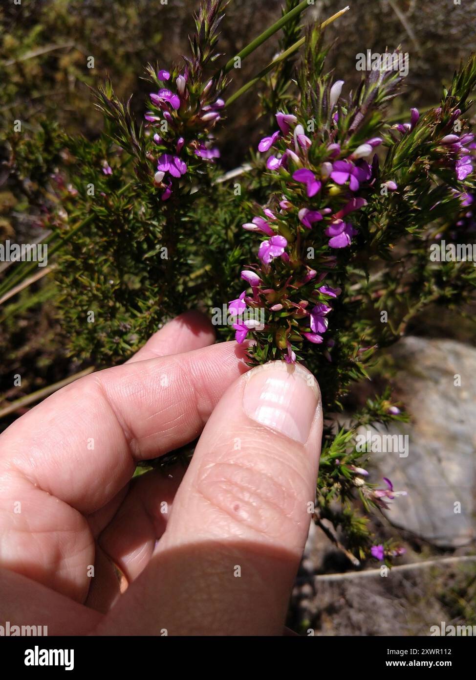 Pricket Purplegorse (Muraltia heisteria) Plantae Banque D'Images