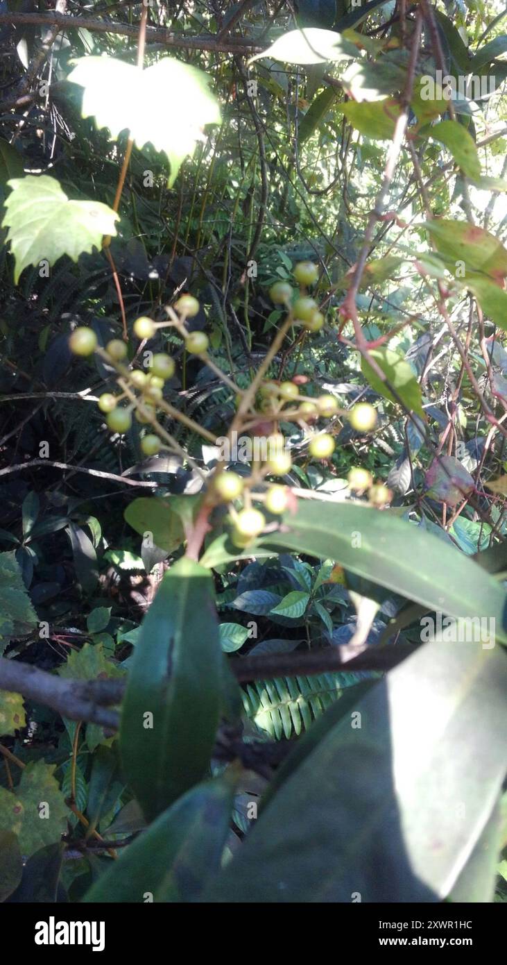 Marlberry (Ardisia escallonioides) Plantae Banque D'Images