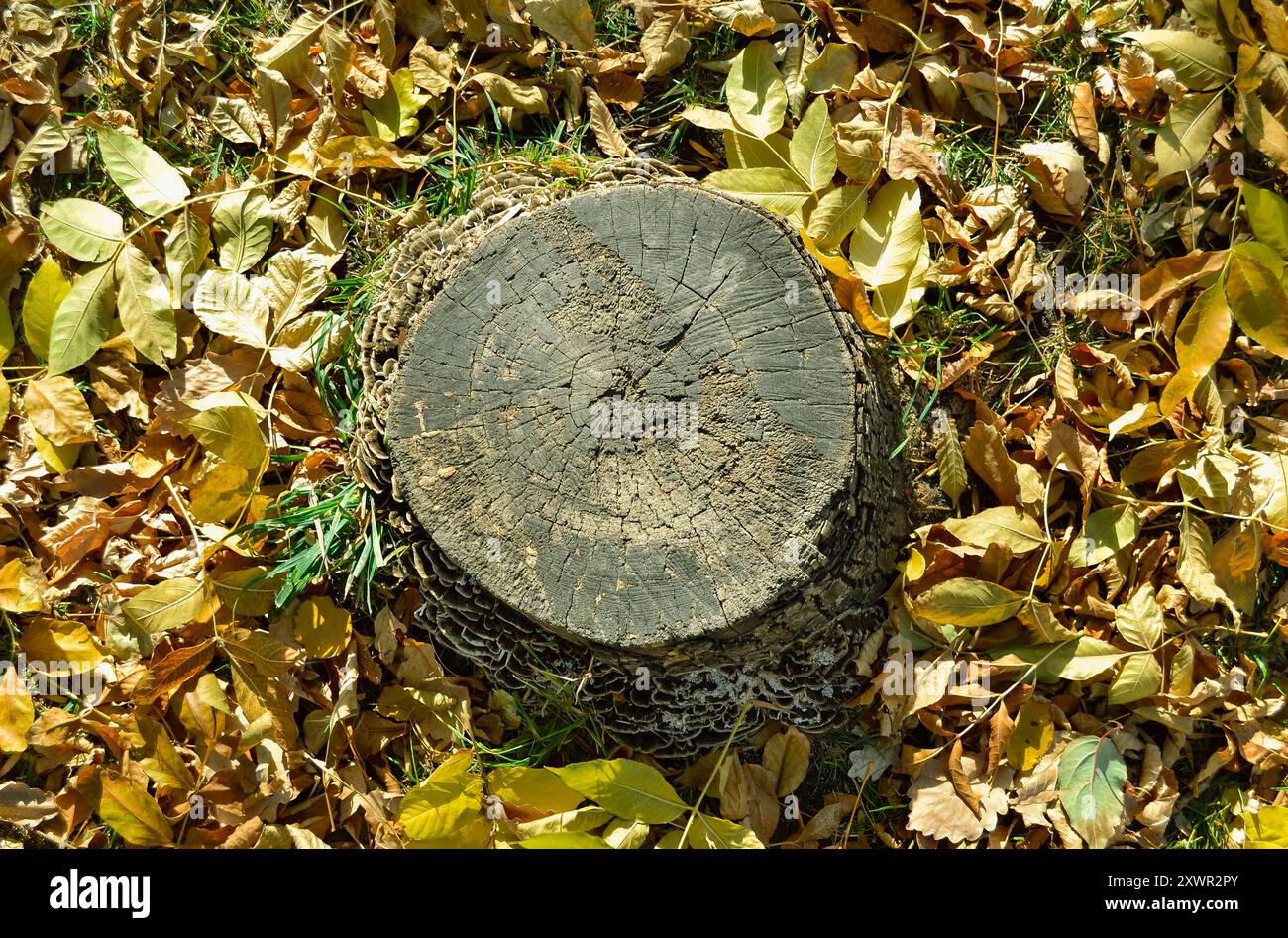 Un vieux moignon fané rond entouré de nombreuses feuilles tombées Banque D'Images