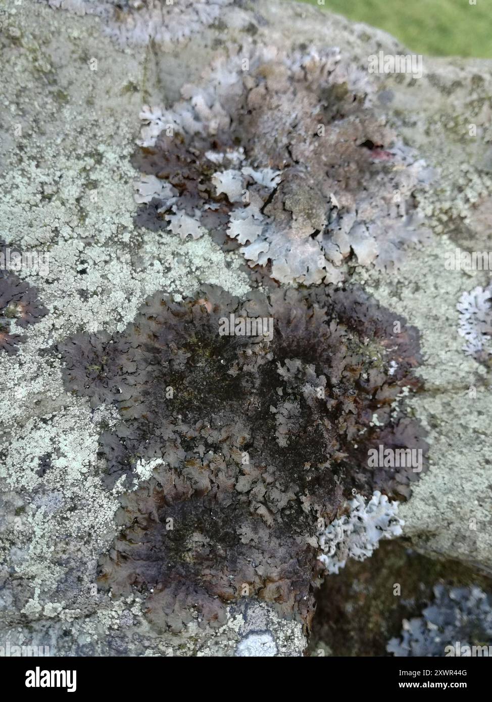 Champignons polis de lichen de camouflage (Melanelixia glabratula) Banque D'Images