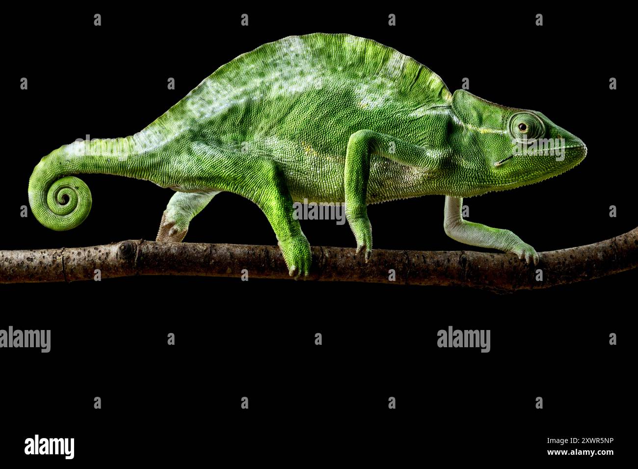 Femelle Usambara à trois cornes caméléon (Trioceros deremensis) Banque D'Images