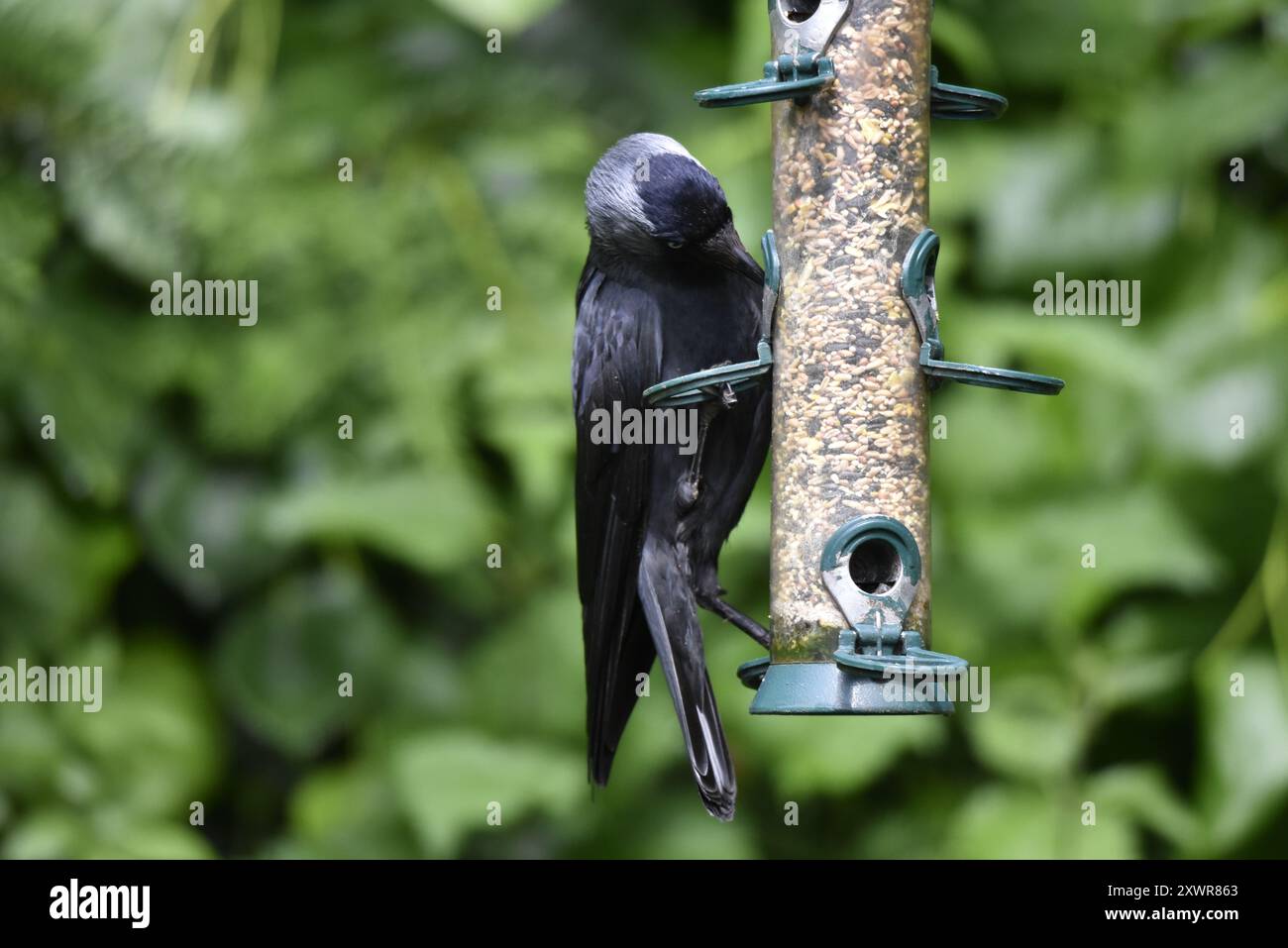 Jackdaw occidental (Corvus monedula) perché à gauche d'un mangeoire à oiseaux à droite de l'image, pieds sur différentes broches, sur fond feuillu, Royaume-Uni Banque D'Images