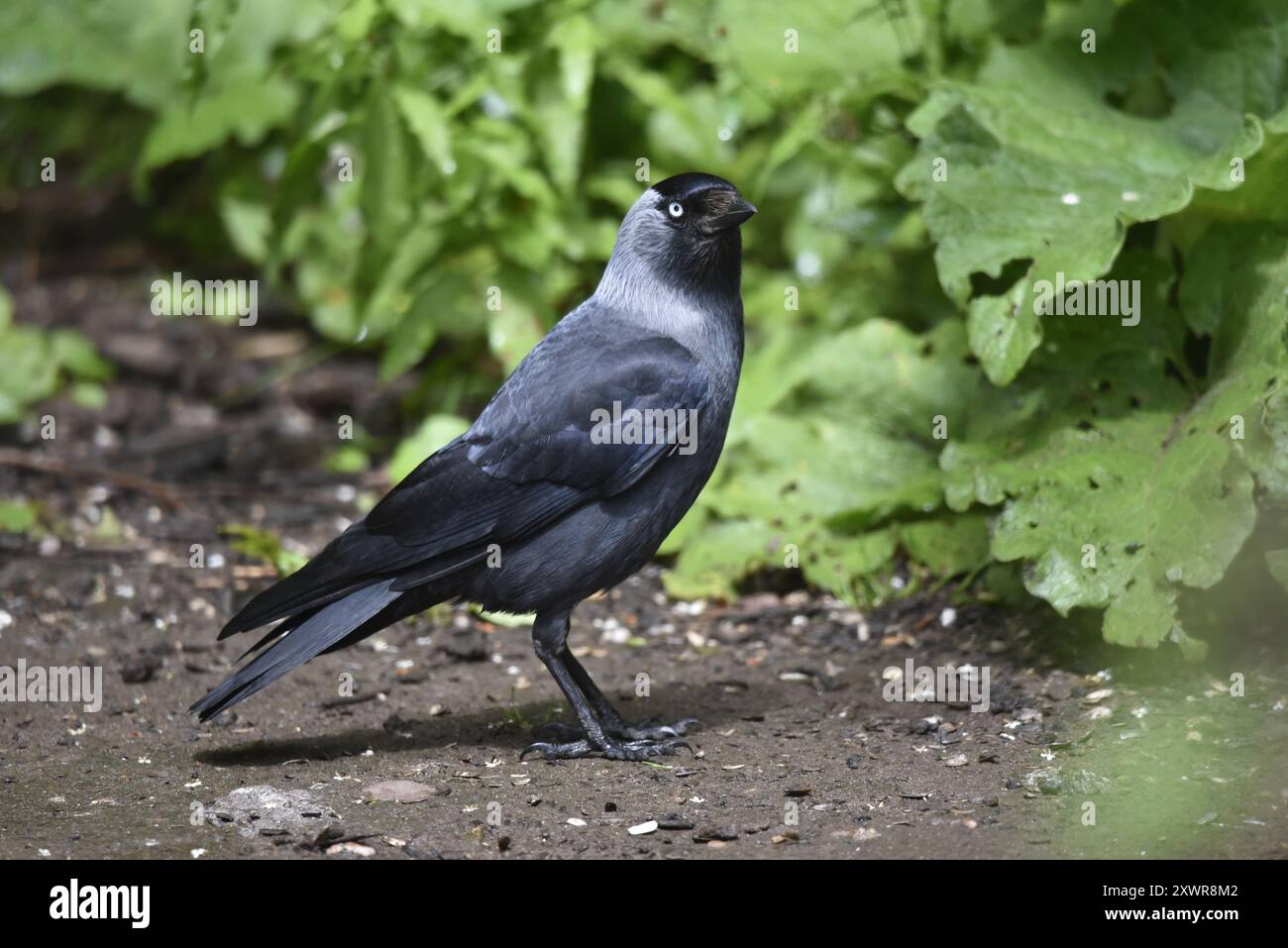 Gros plan d'un jackdaw occidental (Corvus monedula) debout sur le sol, feuillage vert à droite, dans le profil droit avec œil sur la caméra, prise au Royaume-Uni Banque D'Images