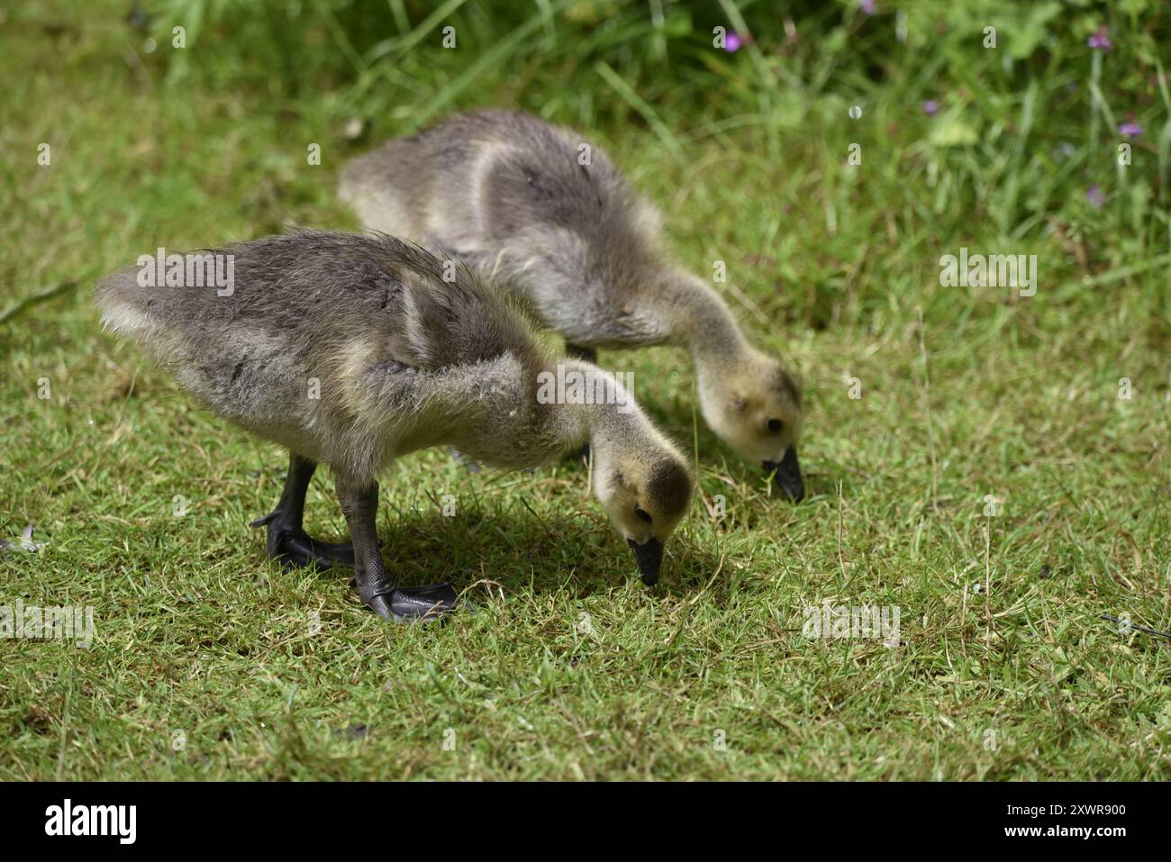 Deux bernaches du Canada (Branta canadensis) Goslings buvant dans de l'herbe courte au soleil, toutes deux en profil droit, côte à côte, prises dans une réserve naturelle du Royaume-Uni Banque D'Images