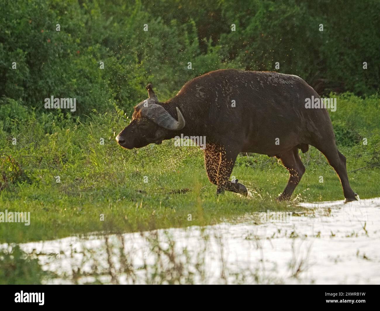 Vieux taureau unique Cape Buffalo (Syncerus caffer) éclaboussant à travers le refroidissement peu profond dans le canal de la rivière Rufiji, parc national Nyerere, Tanzanie Banque D'Images
