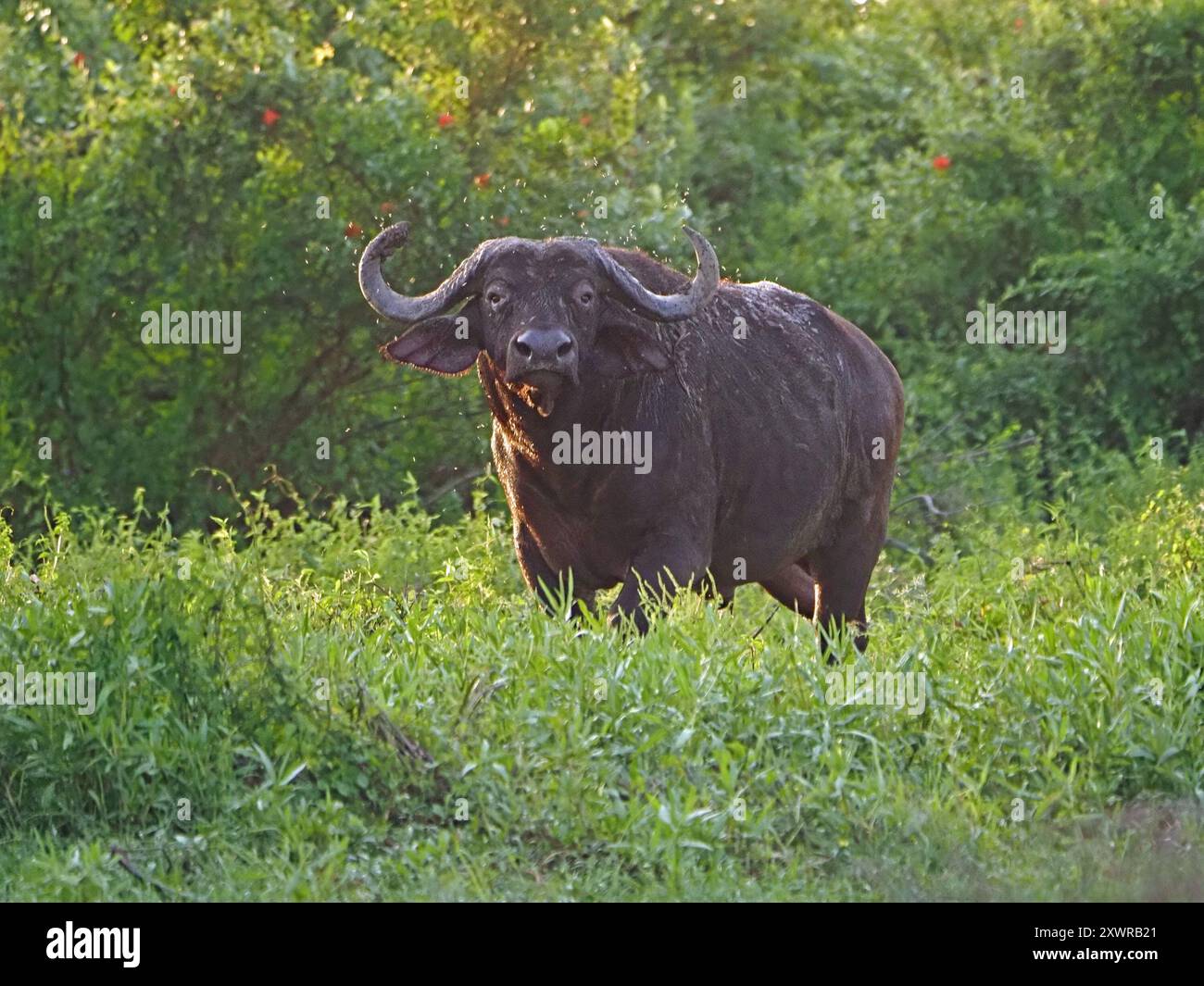 Vieux taureau unique Cape Buffalo (Syncerus caffer) avec des mouches autour des cornes refroidissant le long du canal de la rivière Rufiji, parc national de Nyerere, Tanzanie Banque D'Images
