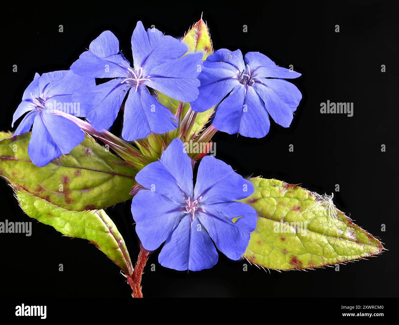 Prise de vue en studio (image empilée) de fleurs de Ceratostigma sur fond noir Banque D'Images