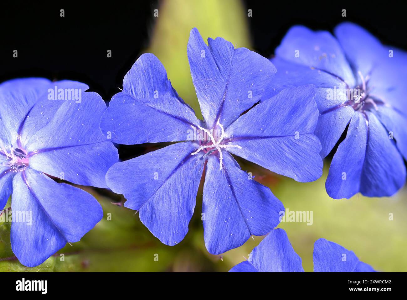 Prise de vue en studio (image empilée) de fleurs de Ceratostigma sur fond noir Banque D'Images