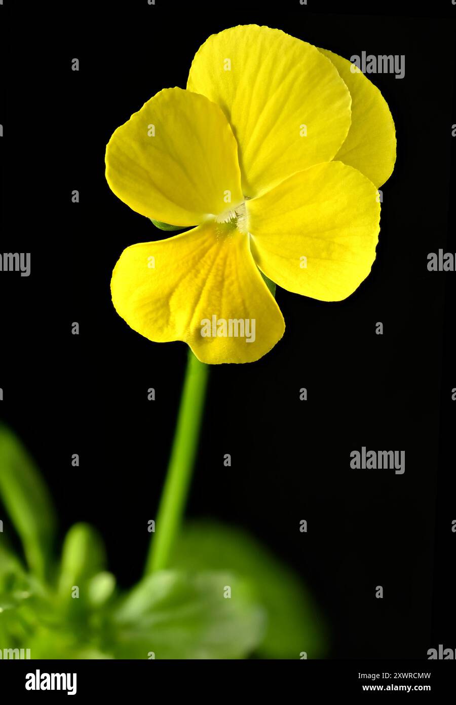 Prise de vue en studio (image empilée) d'une fleur d'alto jaune sur fond noir Banque D'Images