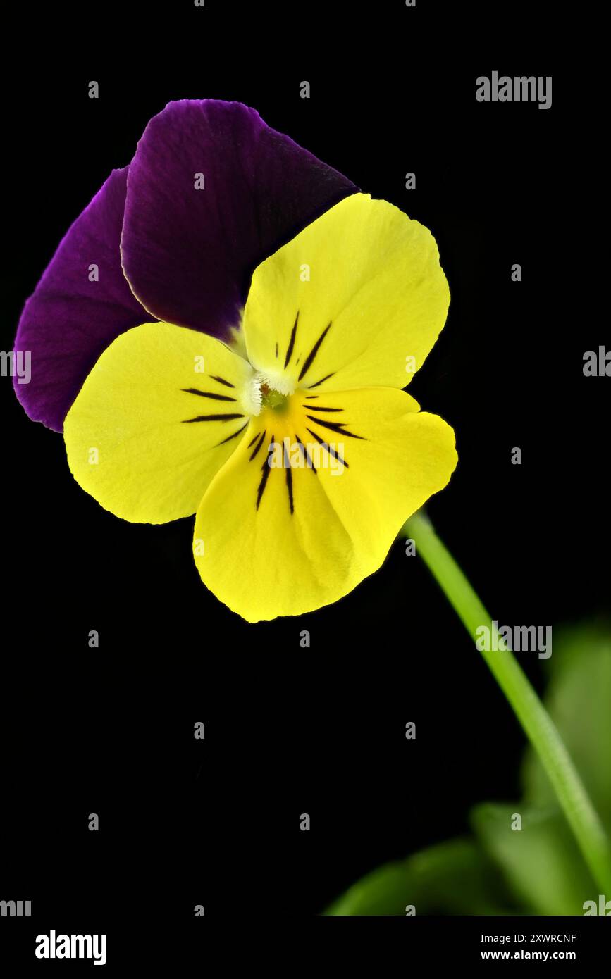 Prise de vue en studio (image empilée) d'une fleur de Viola 'aile violette' sur fond noir Banque D'Images