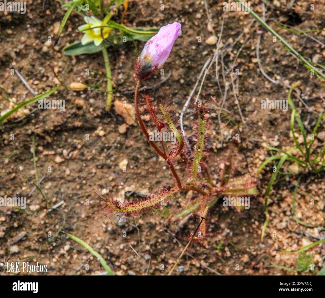 Dorée à fleurs de pavot (Drosera cistiflora) Plantae Banque D'Images