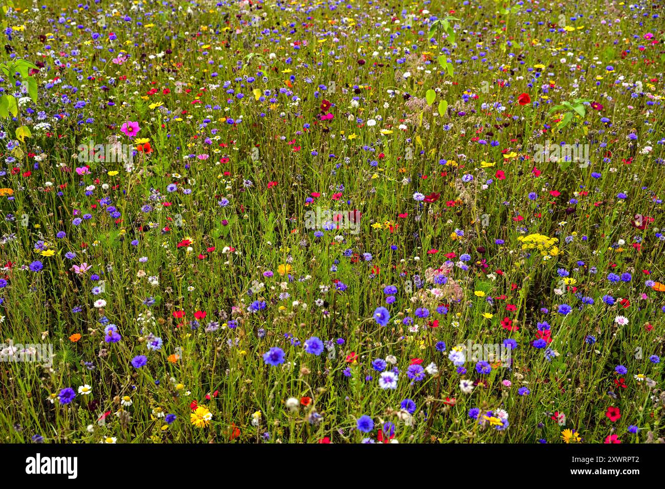 de nombreuses variétés de fleurs colorées sur le pré Banque D'Images