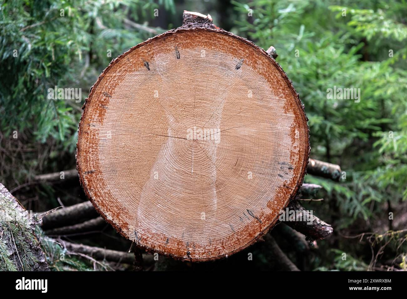 Vue détaillée d'un arbre fraîchement scié, montrant les motifs complexes des anneaux annuels et le grain naturel du bois. Banque D'Images