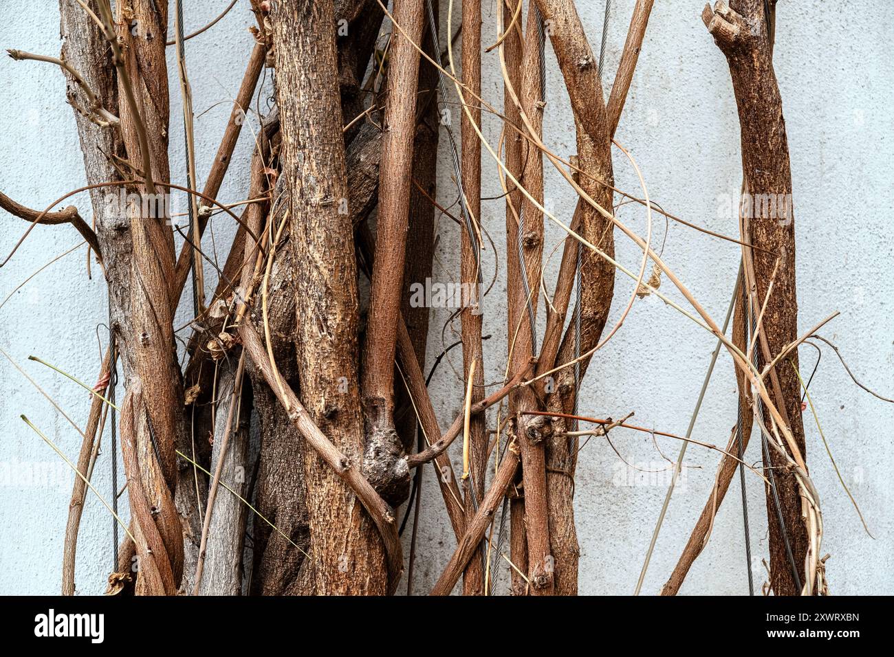 Fragment de vignes décoratives sur fond de mur gris, pour une utilisation comme arrière-plans abstraits et textures. Banque D'Images