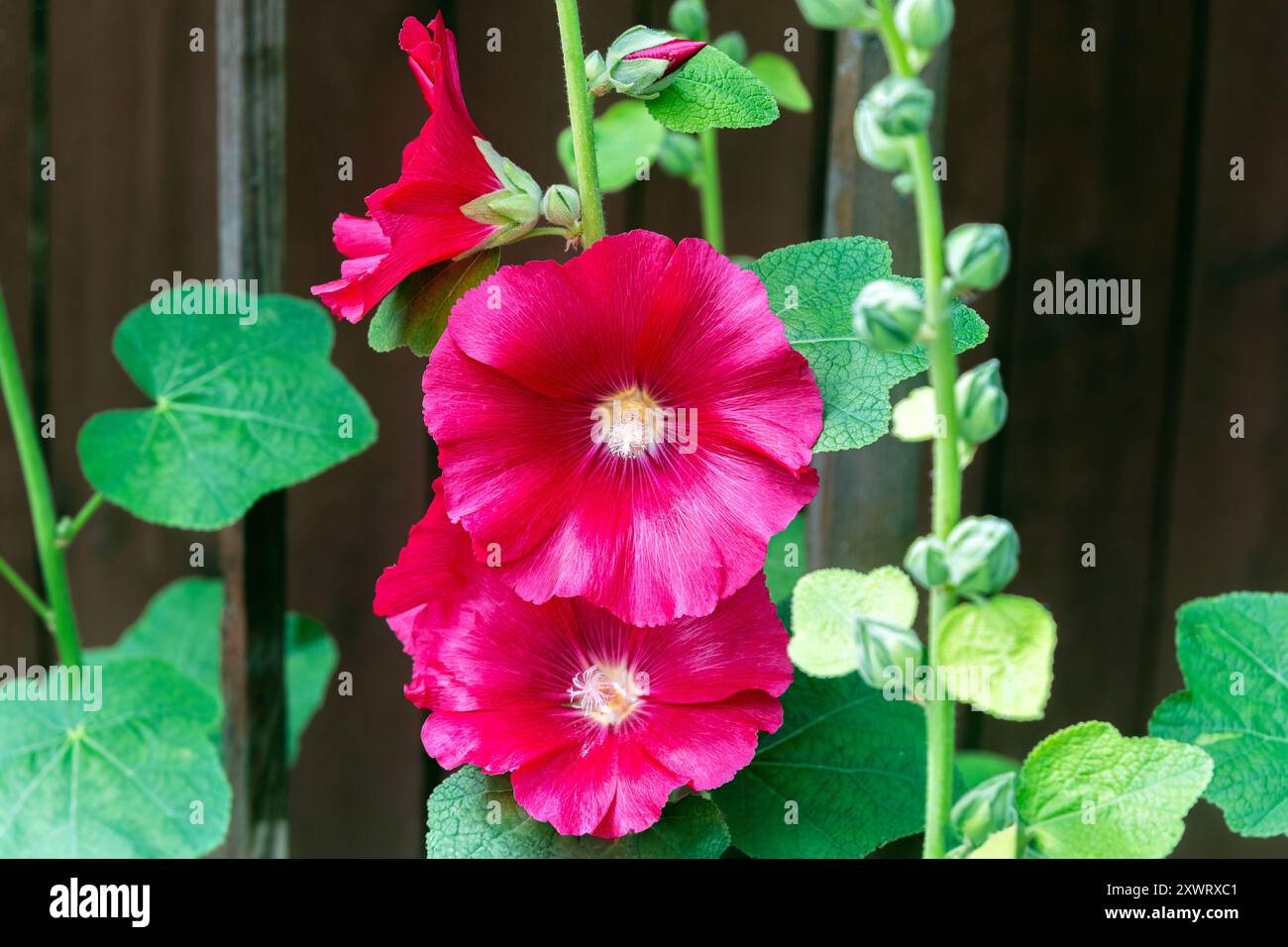 Fleurs de mauve rose vif avec des feuilles vertes sur un fond sombre. Banque D'Images