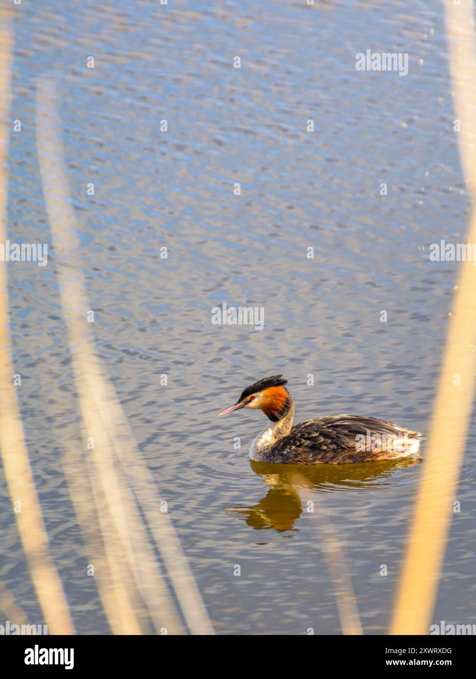 Great Crested Grebe (Podiceps cristatus) oiseau d'eau nageant dans le lac Banque D'Images