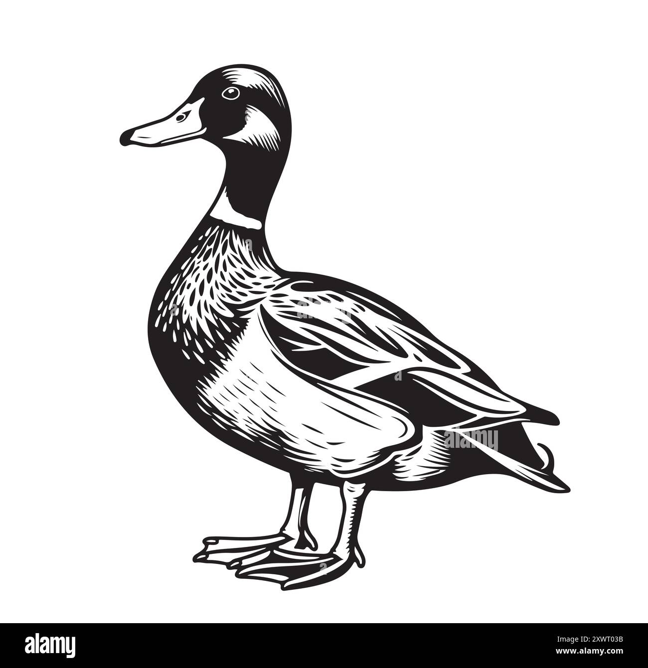 Chasse au canard colvert Banque d'images noir et blanc - Alamy, حجم الصورة 1300x1341