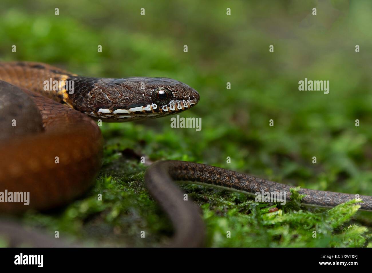 Un serpent adulte à tête noire (Sibynophis collaris). Banque D'Images