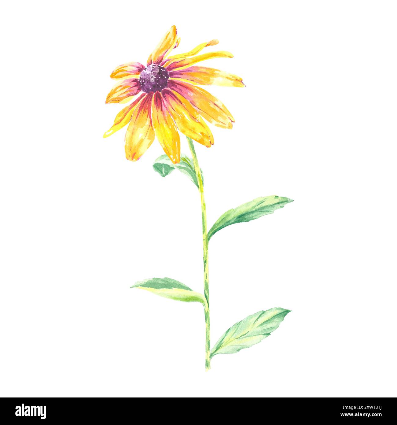 Fleur aquarelle rudbeckia camomille illustration isolée dessinée à la main pour nous dans l'invitation de mariage de conception, carte postale, modèles, textile, articles. Feuilles Banque D'Images