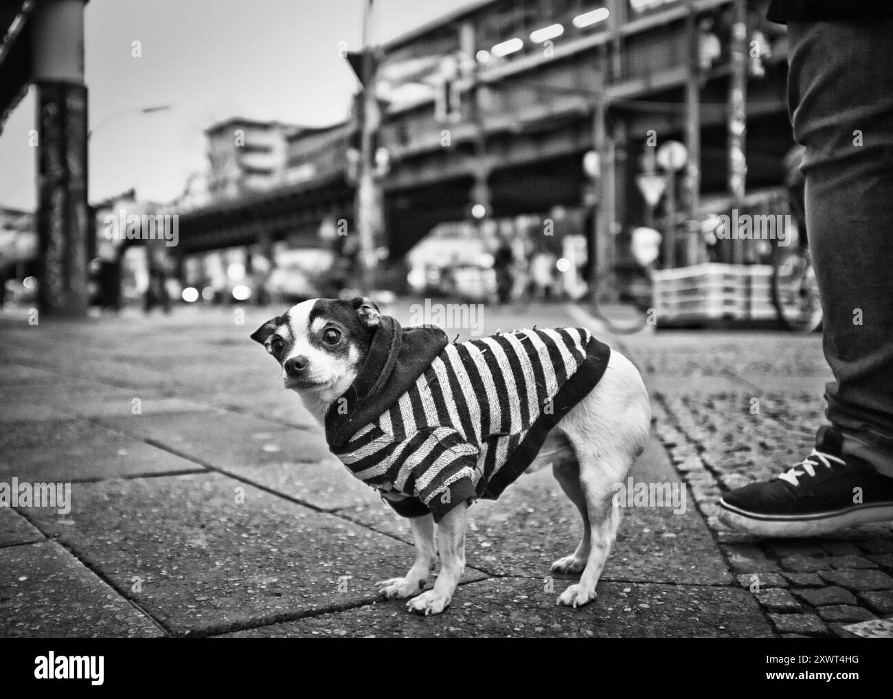 Un petit chien portant un pull rayé se tient dans une rue du quartier de Kreuzberg à Berlin. L’image en noir et blanc capture le cadre urbain et l’expression curieuse du chien. Métaphore pour se sentir petit dans une grande ville. Banque D'Images