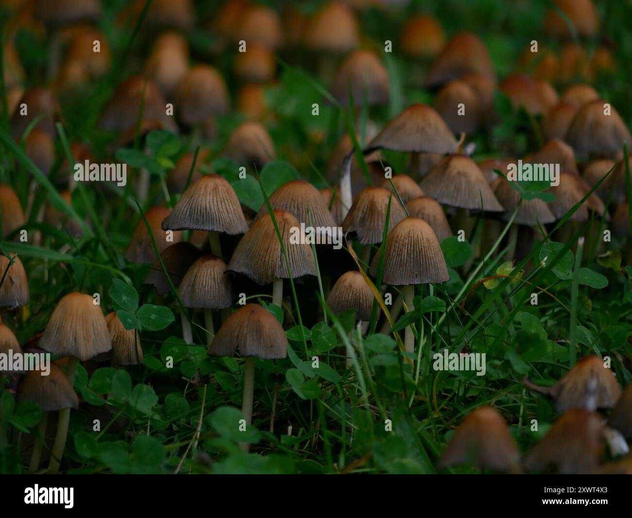 Parasola Conopilea Coprinus Grande grappe de champignons poussant dans l'herbe. Banque D'Images