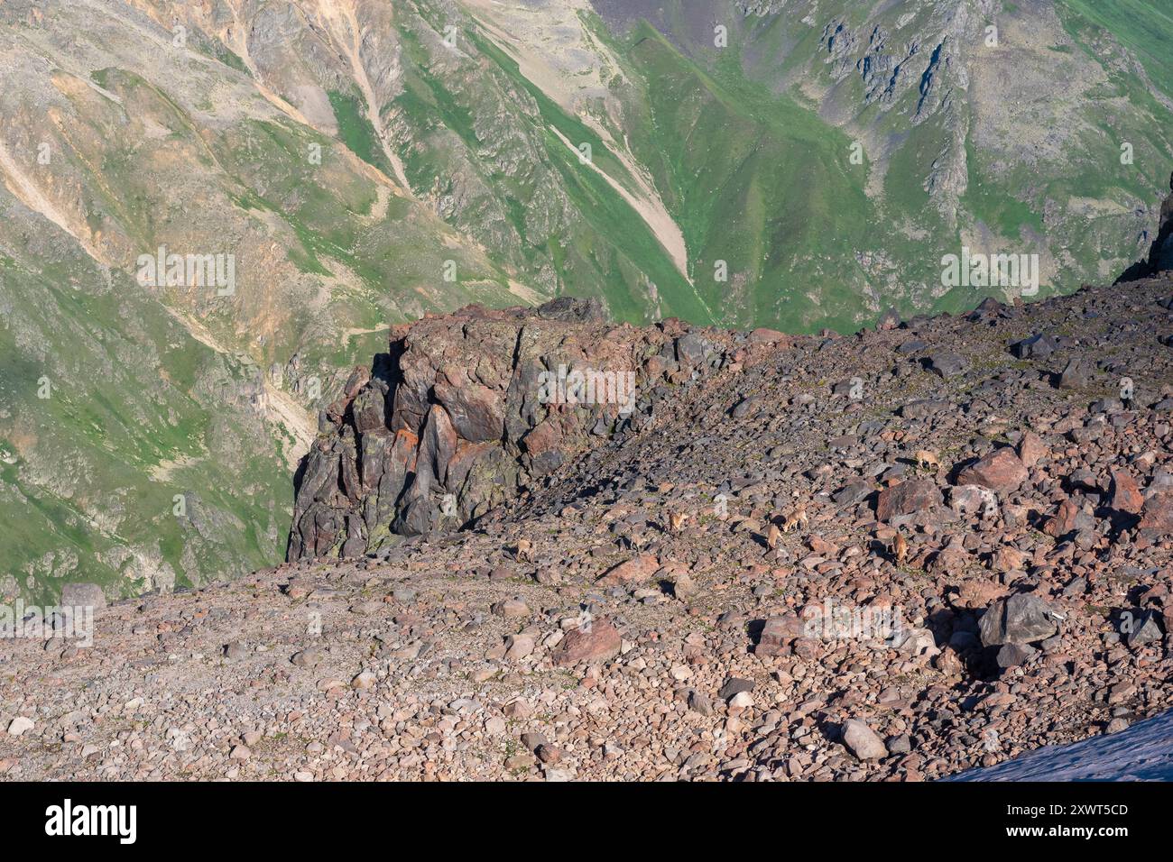 haut paysage montagneux avec un troupeau de bouillies caucasiennes au premier plan Banque D'Images