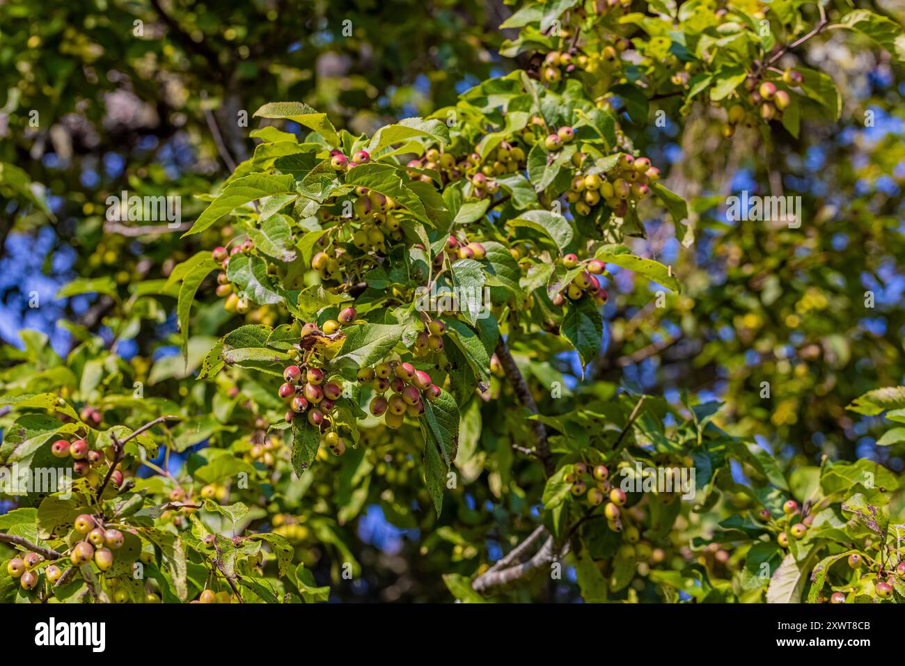 Pacific Crabapple, Malus fuska, avec des fruits comestibles oblongs dans Bottle Beach State Park, État de Washington, États-Unis Banque D'Images
