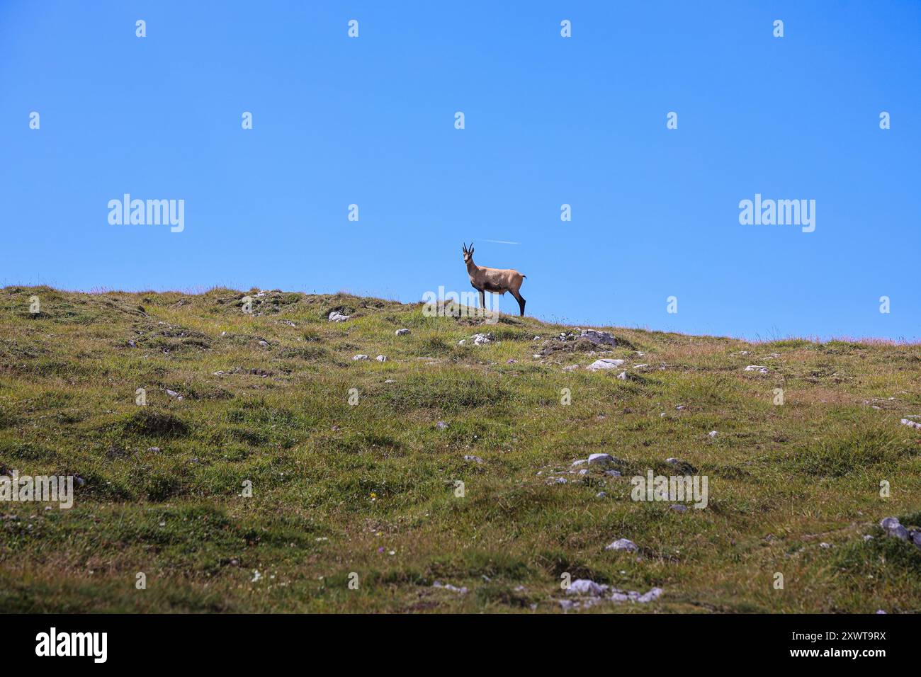 Un chamois solitaire se dresse majestueusement sur une pente herbeuse du plateau Schneeberg en Autriche, encadrée contre un ciel bleu clair. L'animal est perché Banque D'Images