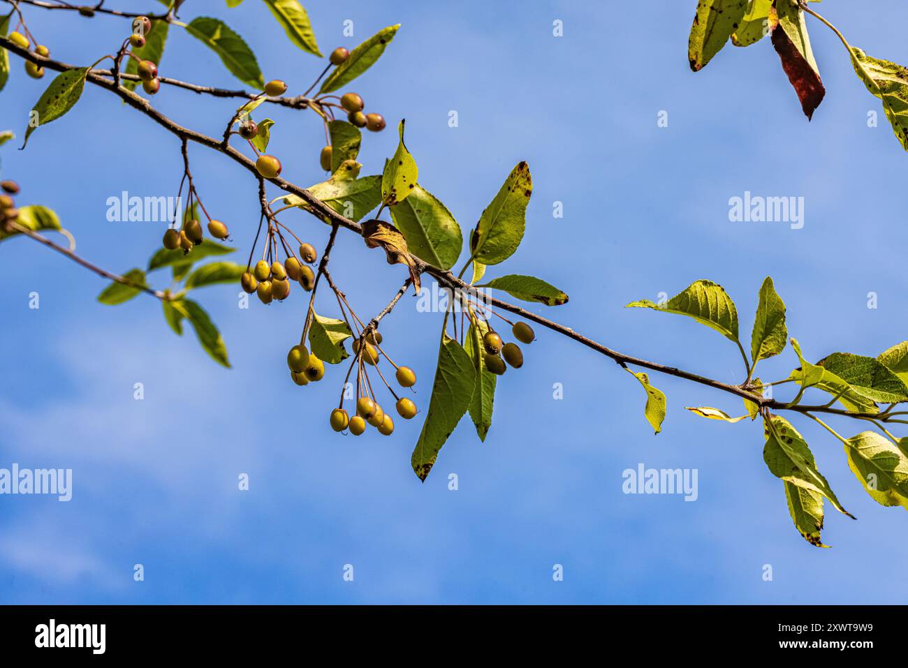 Pacific Crabapple, Malus fuska, avec des fruits comestibles oblongs dans Bottle Beach State Park, État de Washington, États-Unis Banque D'Images