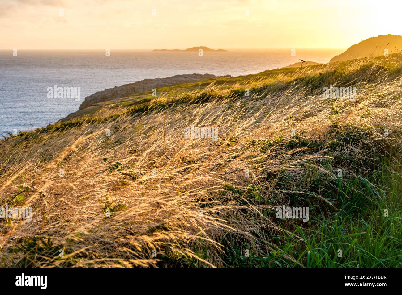 Un soleil bas illuminant l'herbe au sommet d'une falaise sur St Davids Head, Pembrokeshire, pays de Galles, Royaume-Uni Banque D'Images