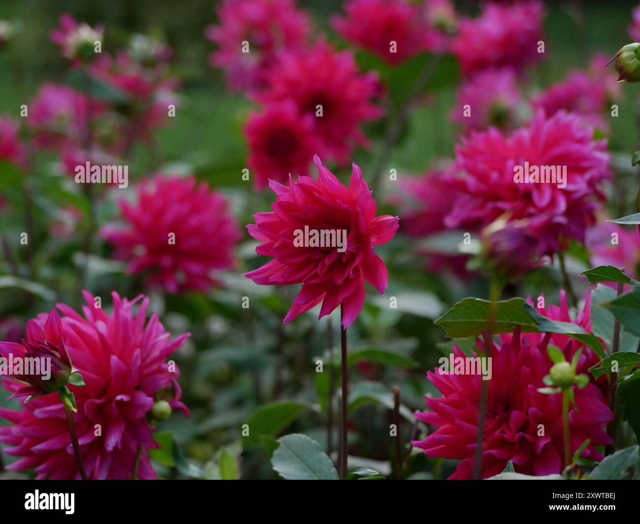 Fleurs de chrysanthème Dahlia rouge rose poussant dans le jardin. Culture de fleurs décoratives d'automne. Fond d'écran. Banque D'Images