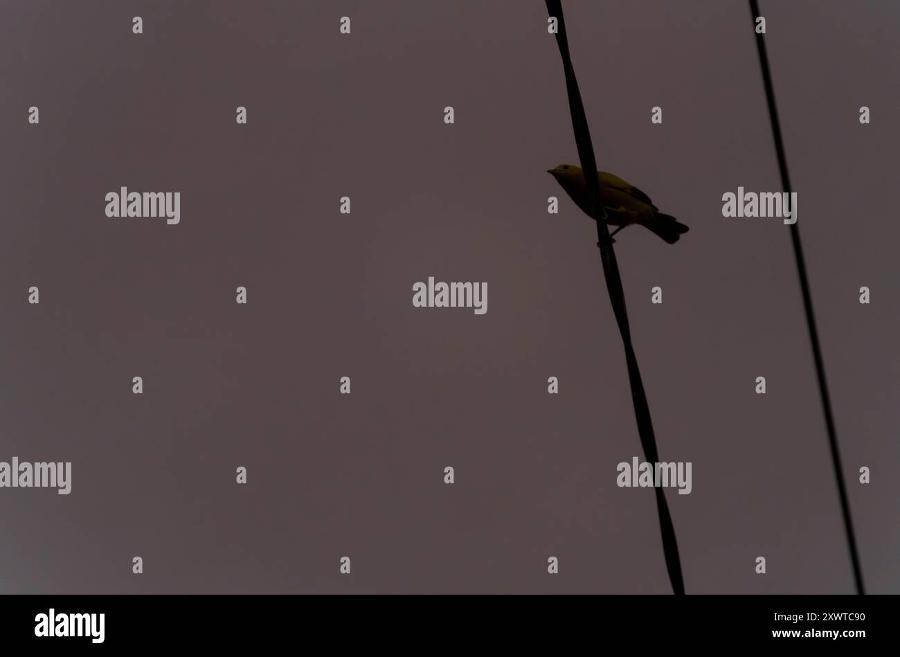 Oiseau sur une ligne électrique Banque de photographies et d’images à haute résolution Alamy