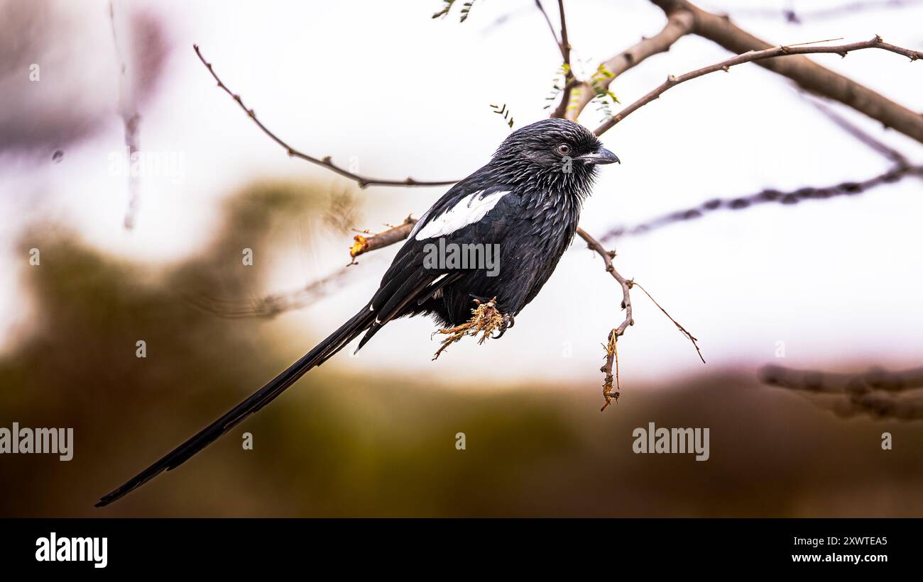 Magpie Shrike au Serengeti Banque D'Images