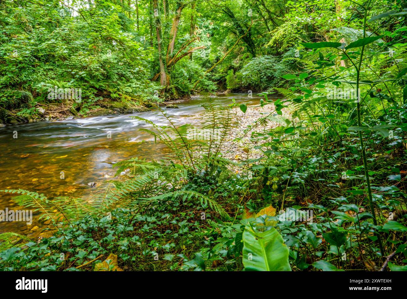 La rivière Nevern / Afon Nyfer près du village de Nevern dans le Pembrokeshire, dans l'ouest du pays de Galles Banque D'Images